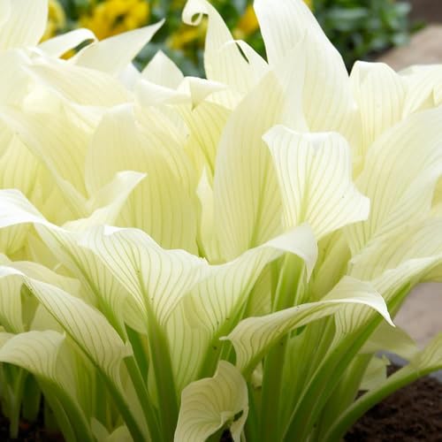 Perfect Plants - Hosta 'White Feather' – Rare Hardy Perennial in a 17cm Pot – Stunning White Foliage