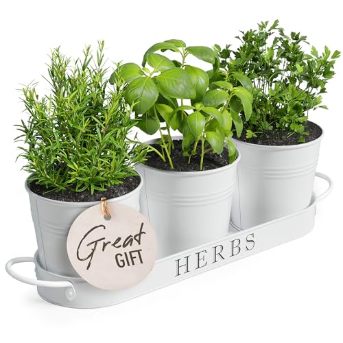 Barnyard Designs Herb Pot Planter Set with Tray for Indoor Garden or Outdoor Use, Decorative White Metal Succulent Potted Planters for Kitchen Windowsill