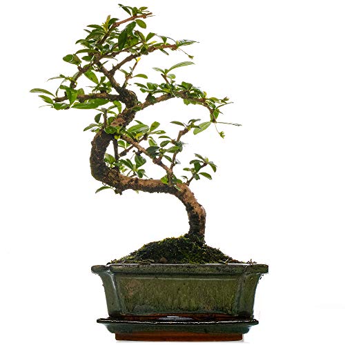 Bonsai Tree - Mature Chinese Elm
