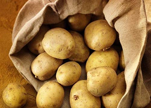 Carbeth Plants Seed Potatoes for Planting Now UK Maris Piper - 11 Tuber Pack - Easy to Grow Seed New Potatoes Ready to Plant - Grow Your Own Baking Potato