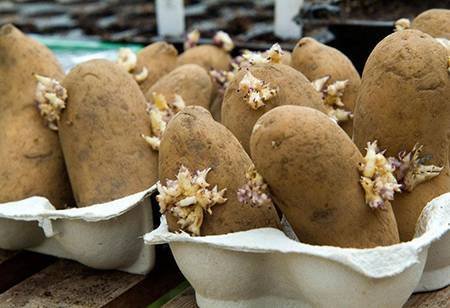 How to Grow Potatoes in a Bag - 4 Easy Steps (chitted Potatoes in an egg box)