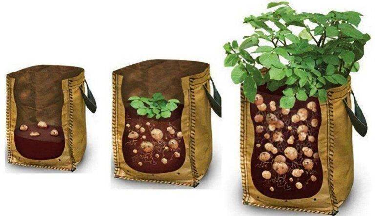 Growing Potatoes in a Bag
