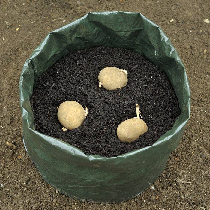 3 Planted seed potatoes in a bag