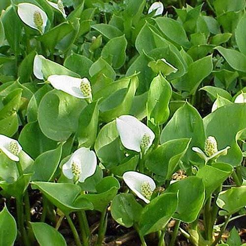 Bog Arum - Calla palustris