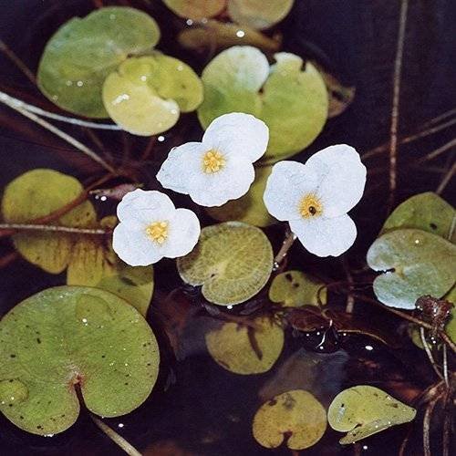 Frogbit - Hydrocharis morsus-ranae