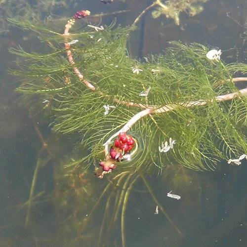 Spiked-Water-Milfoil