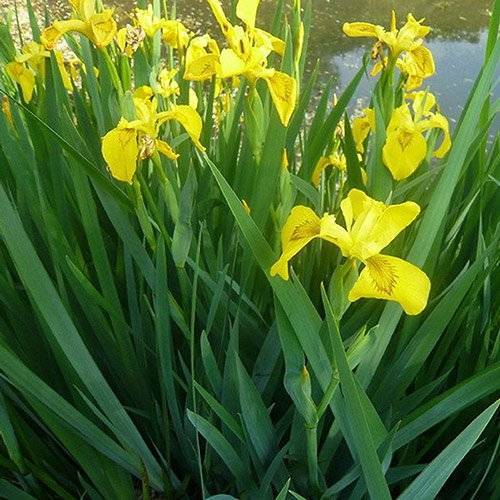 Yellow Flag Iris (Iris pseudocorus)