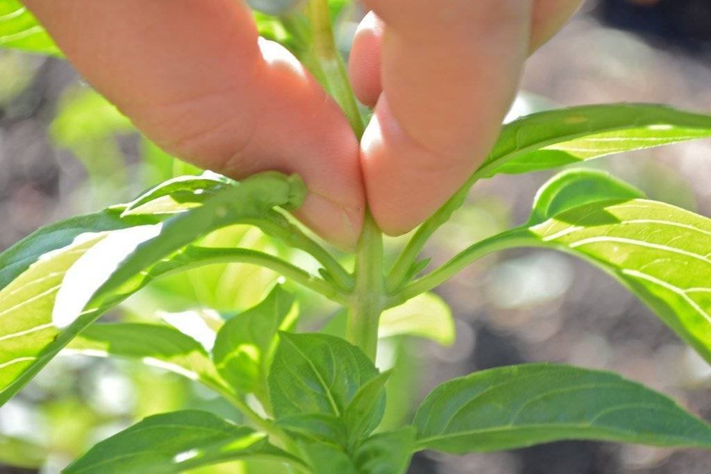 Harvesting Basil - Pinching Stems