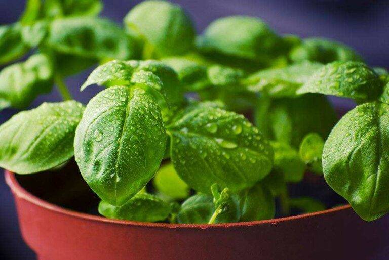 How to Grow Basil - Basil Plants in a pot