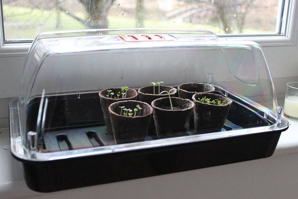 How to grow basil - Seeds in a propagator