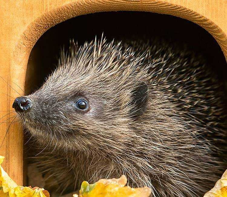 Hedgehog Houses