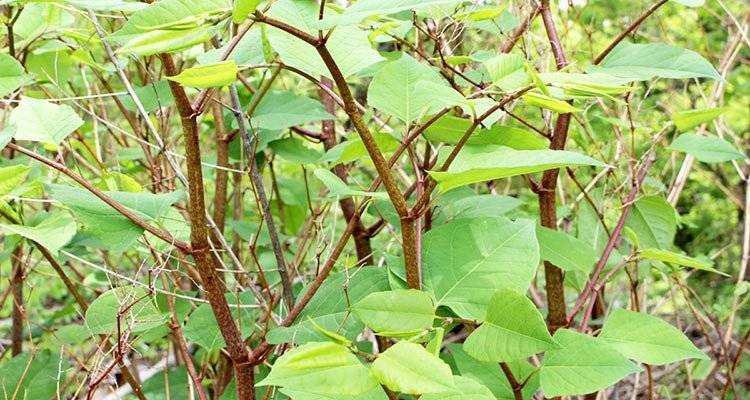 Japanese Knotweed Removal