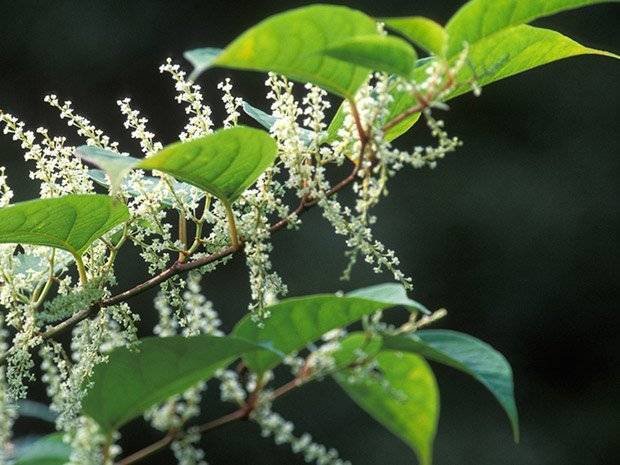 Japanese Knotweed Removal - White Flowers and Leaves