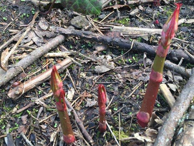 Japanese Knotweed Removal - Pink buds rising from the soil