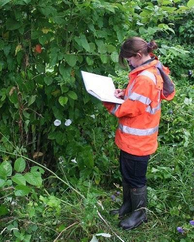 Girl in red jacket surveying Japanese Knotweed