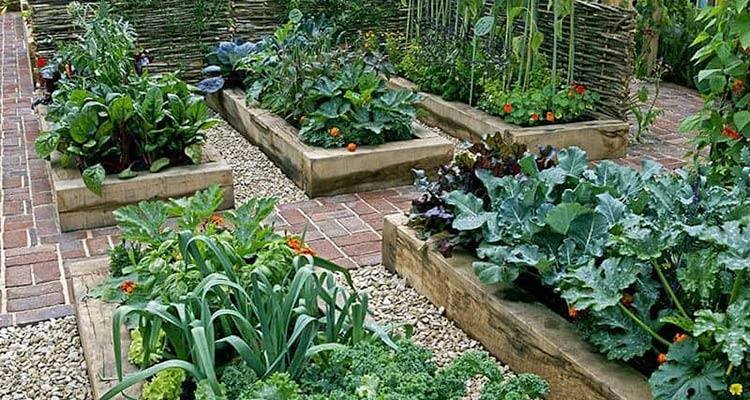 Vegetable Raised Beds