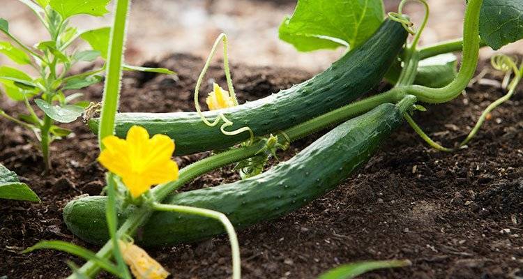 How to Grow Cucumbers Outdoors