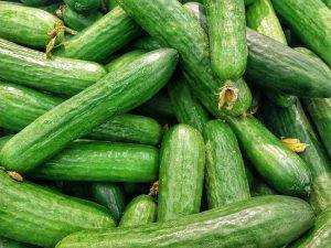 How to Grow Cucumbers- Many Cucumbers
