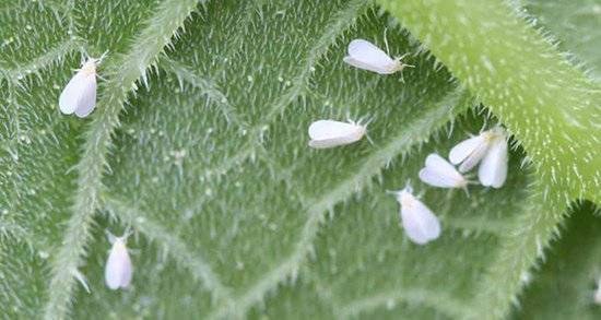How Do Cucumbers Grow-Whiteflies
