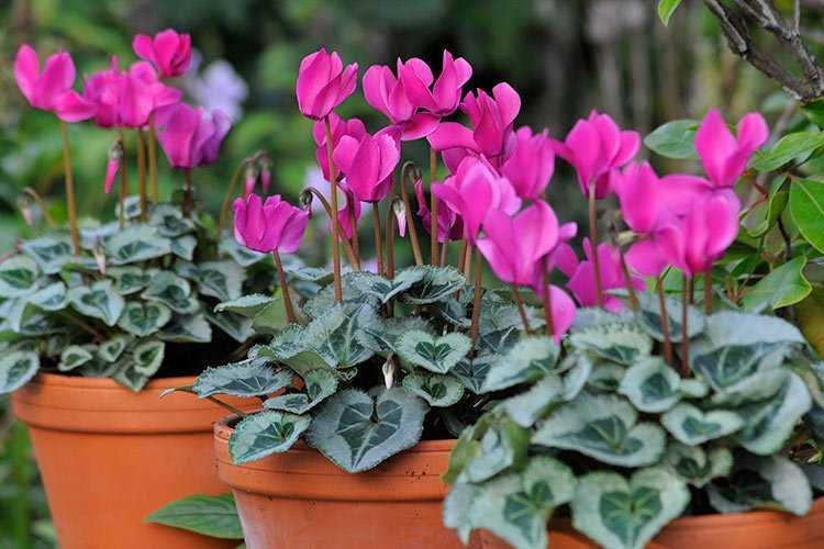 Caring For Cyclamen - Pink Cyclamen Plants