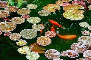 Fish Pumps for Ponds - Koi Fish swimming in a pond