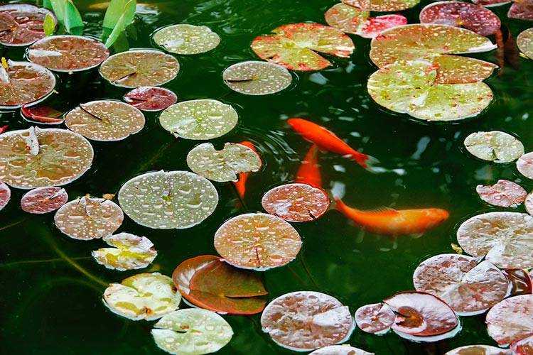 Fish Pumps for Ponds - Koi Fish swimming in a pond