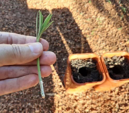 Oleander-Cutting-Dipped-in-Growth-Hormone-Powder