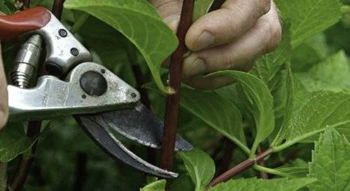 Secateurs cutting a plant - How to take cuttings from plants