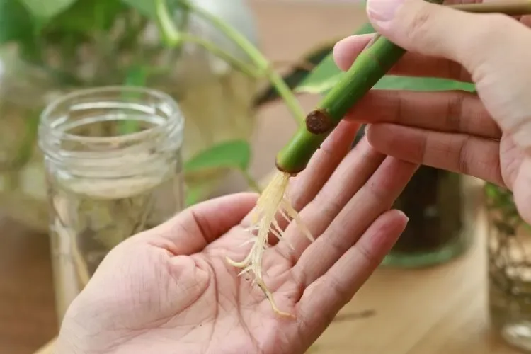 Plant with roots - How to take cuttings from plants