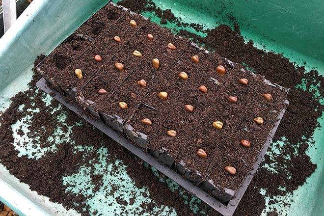 What to do in the garden in November- Sow broad beans in deep module trays