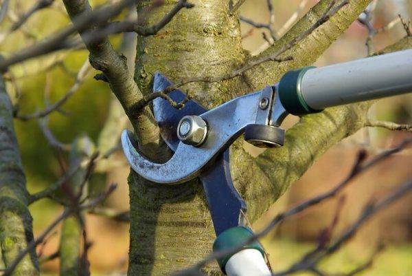 What to do in the garden in November - Pruning Apple and Pear Trees