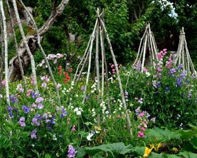 What to do in the garden in November- Sowing Sweet Peas