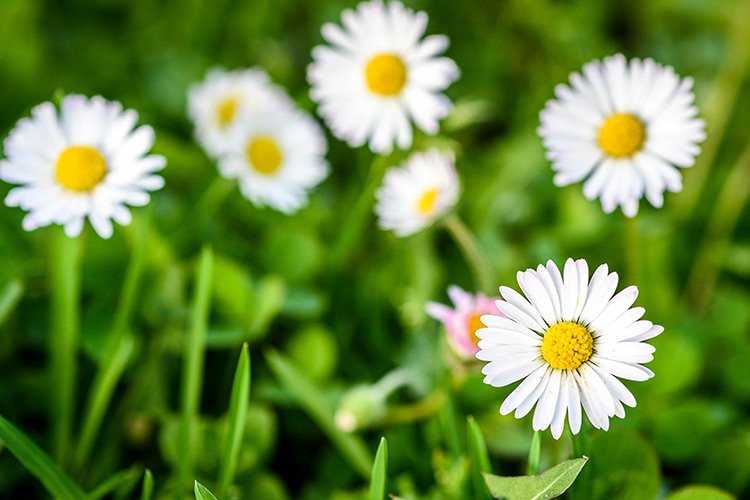 How To Remove Daisies From a Lawn