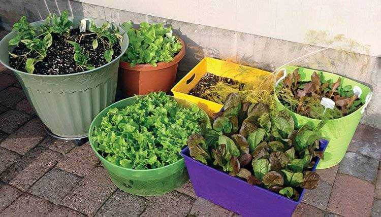 How-to-start-a-vegetable-garden-for-beginners