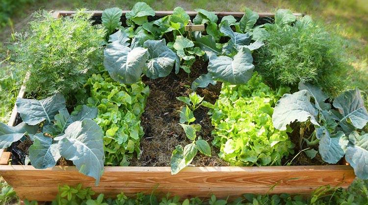 How To Start A Vegetable Garden For Beginners