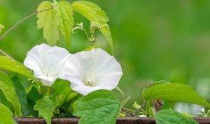 The Most Common Garden Weeds Found in the UK - Bindweed