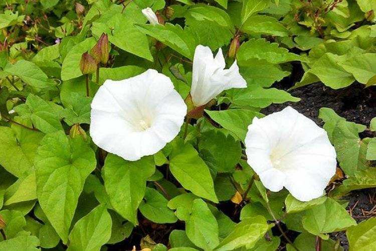 Bindweed