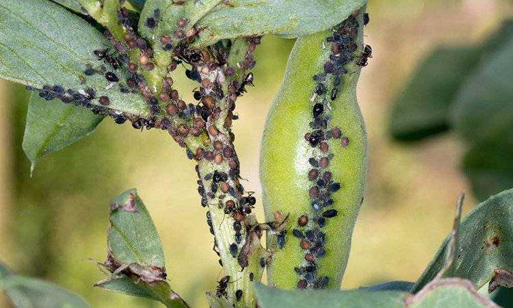 How to get rid of blackfly on broad beans