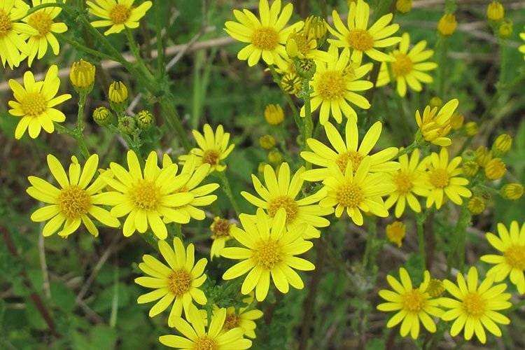 Common Ragwort