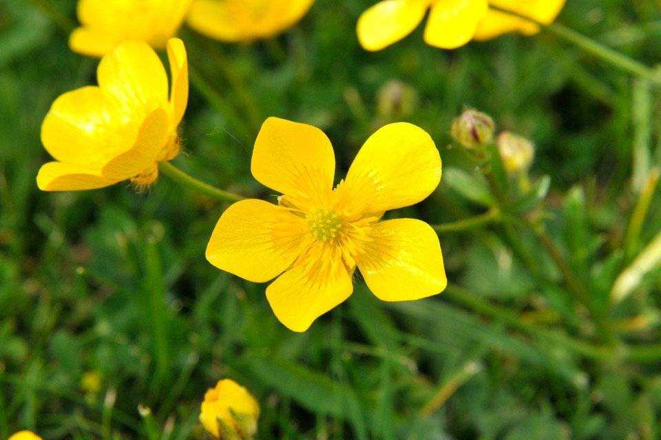 Creeping Buttercup Flowers
