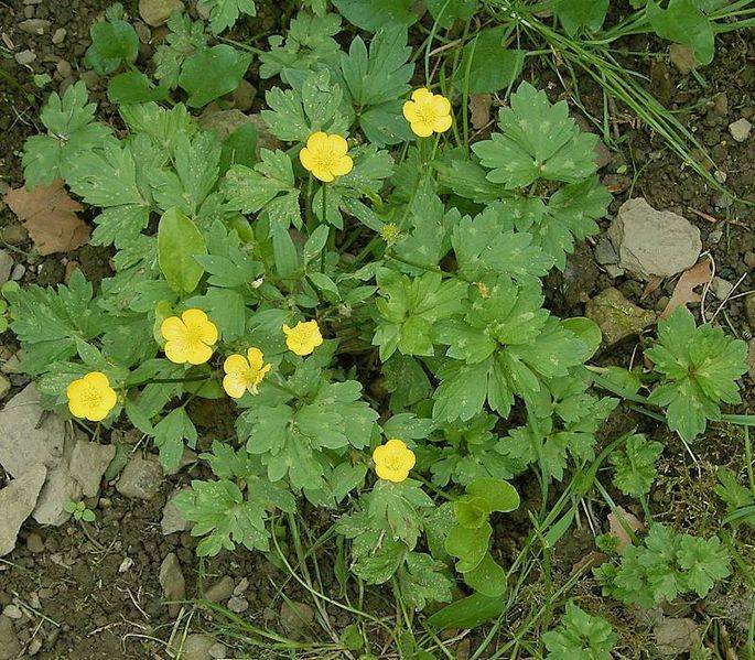 Creeping Buttercup Leaves and Flowers