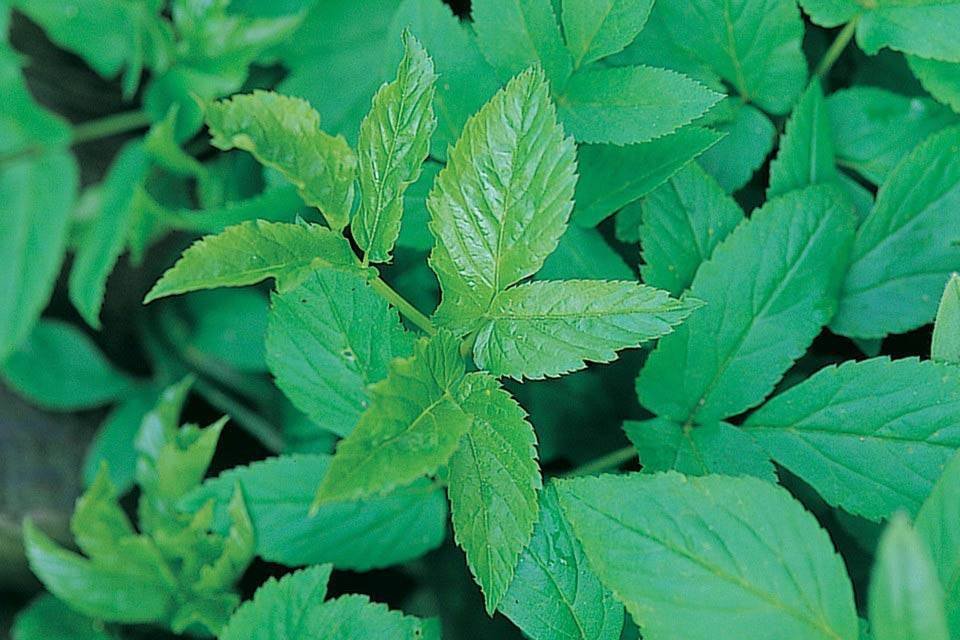 Eradicating Ground Elder - Ground Elder Leaves