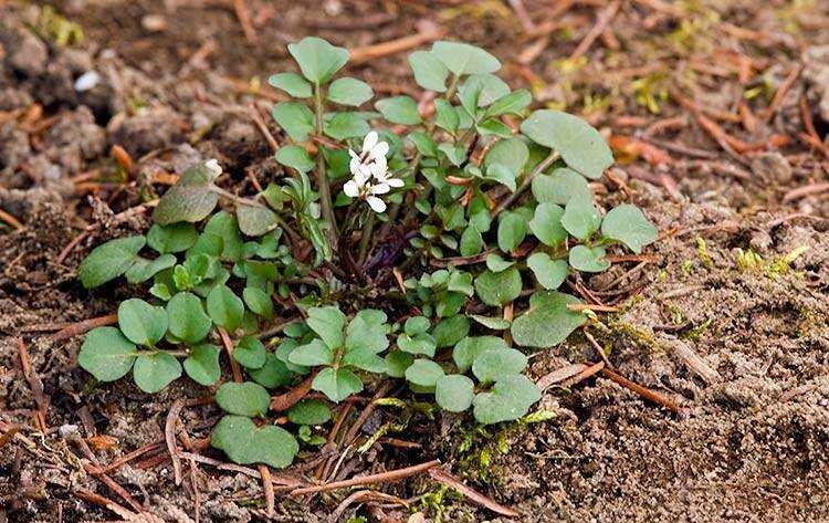 Hairy-Bittercress-Cardamine-hirsuta