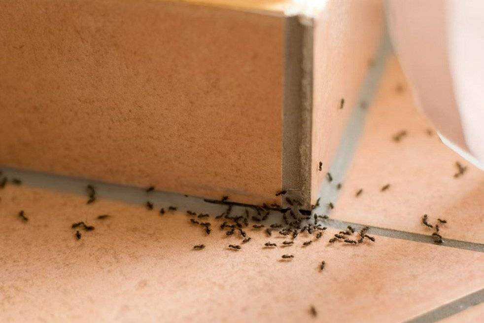 How Does Ant Powder Work