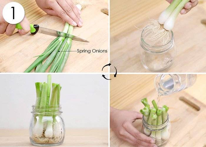 How to grow spring onions in water