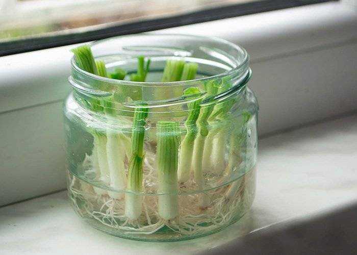 How-to-grow-spring-onions-in-water
