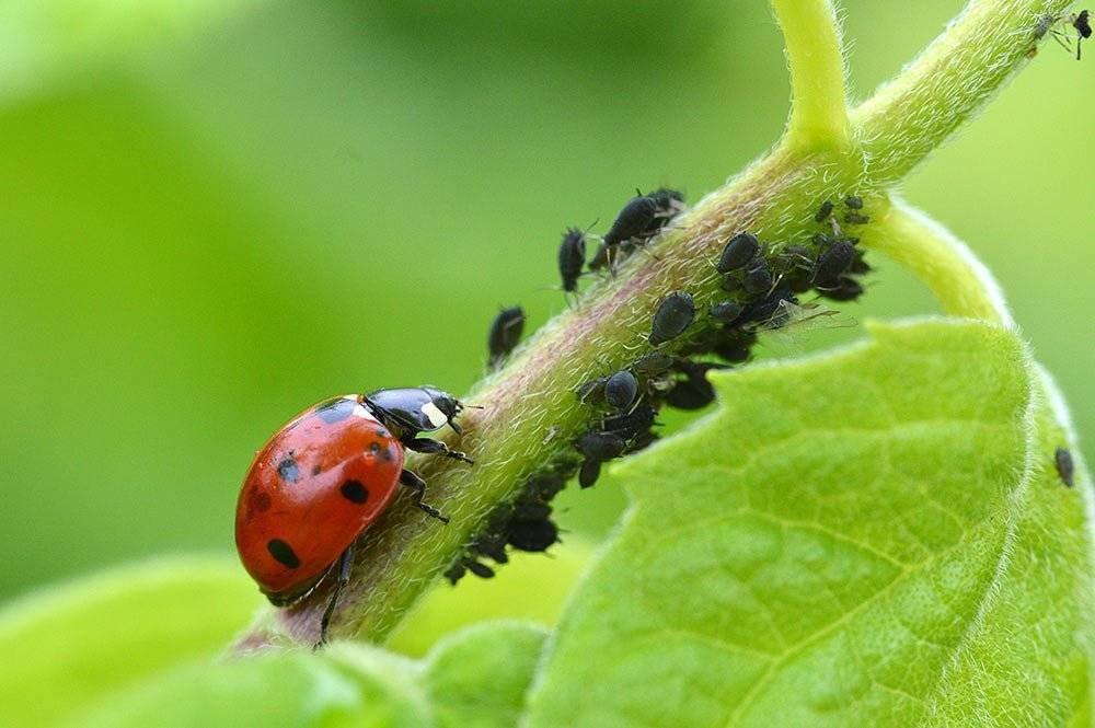 Ladybirds attacking blackflies on broad beans