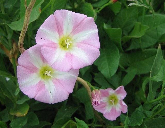 Bindweed- Morning Glory