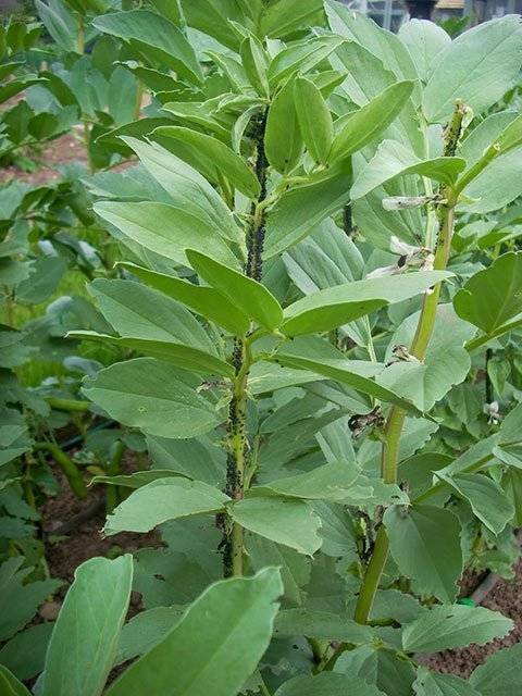 How to get rid of blackfly on broad beans