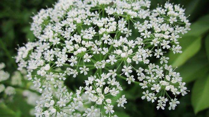 Ground Elder - The Most Common Garden Weeds Found in the UK